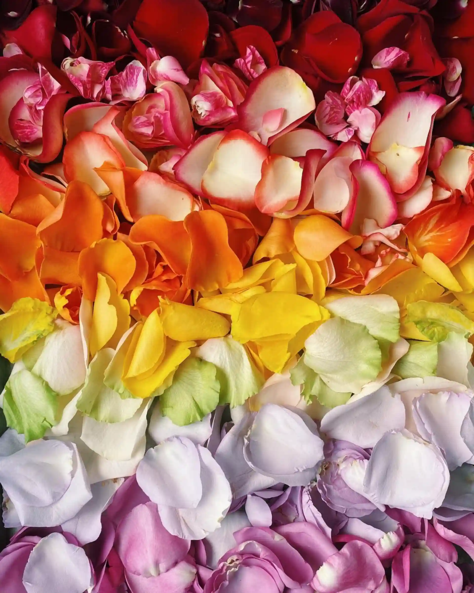 گل‌های رنگارنگ در قاب دوربین بریتنی رایت